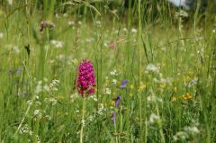 We cut paths through the meadows to leave wild flowers and insects waiting to be discovered